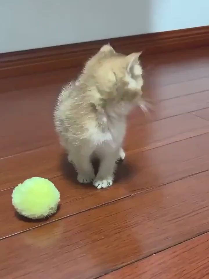 🩵 Pelota Interactiva con Sonido
